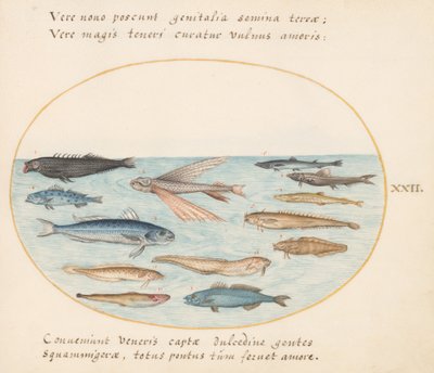 Talíř 22: Parmice, létající ryby, úhoři a jiné ryby od Joris Hoefnagel