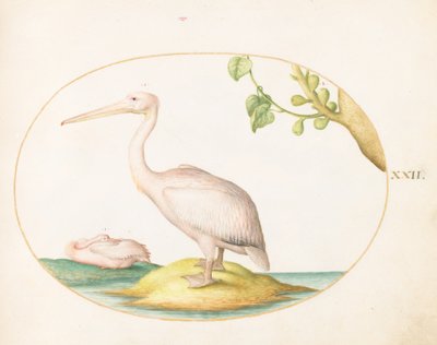  od Joris Hoefnagel