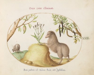 Talíř 23: Ovce s tlustým ocasem, ovce s dlouhým ocasem, „Cassia purgatrix“ a další rostliny od Joris Hoefnagel