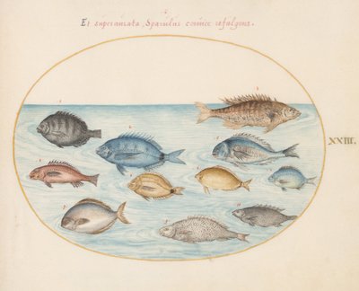 Tabule 23: Cejn(?) a jiné ryby od Joris Hoefnagel