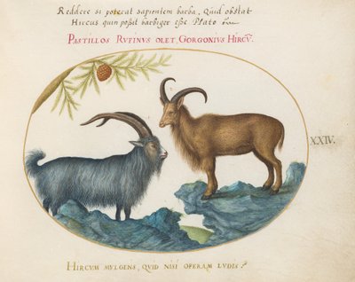 Talíř 24: Divoká koza a barbarská ovce (?) od Joris Hoefnagel