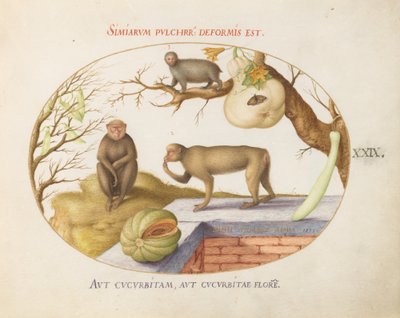 Talíř 29: Dvě opice, „Arctopithecus“ (Lenochod?) a ovoce od Joris Hoefnagel