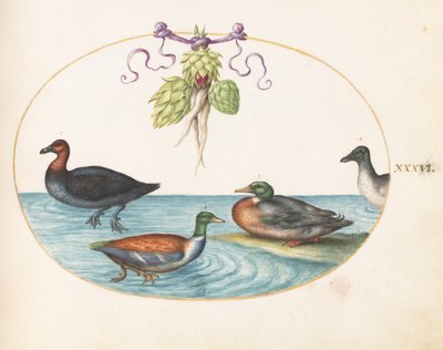  od Joris Hoefnagel