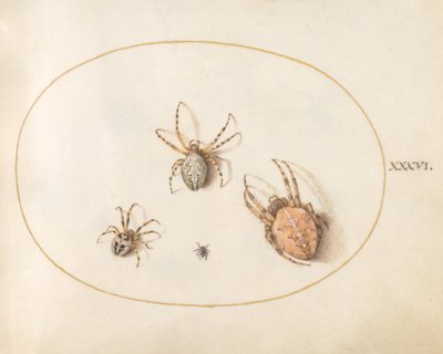 Talíř 36: Tři velcí pavouci a jeden malý pavouk od Joris Hoefnagel