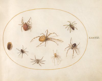 Talíř 37: Sedm pavouků a hmyz od Joris Hoefnagel