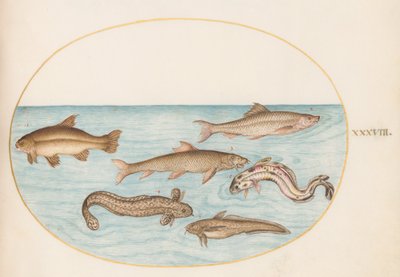 Talíř 38: Burbot, Rockling a další ryby od Joris Hoefnagel