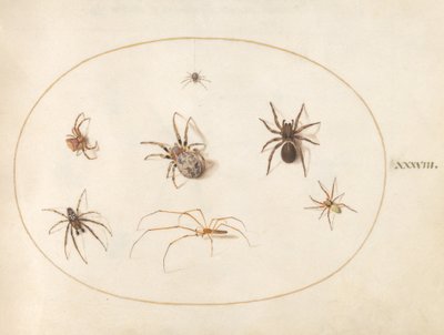Talíř 38: Sedm pavouků od Joris Hoefnagel