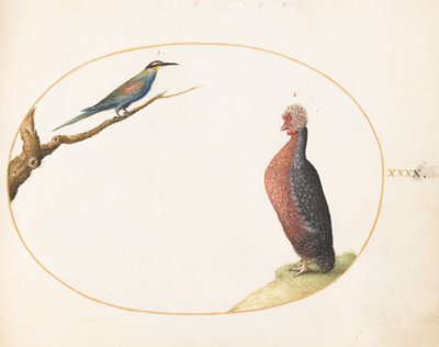  od Joris Hoefnagel