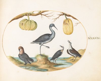  od Joris Hoefnagel