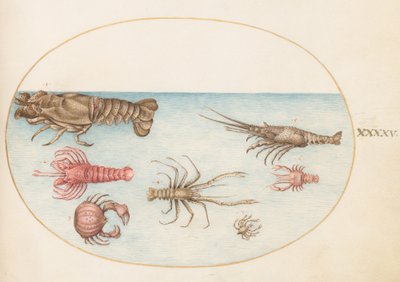 Talíř 45: Humr, Squilla Mantis a další korýši od Joris Hoefnagel