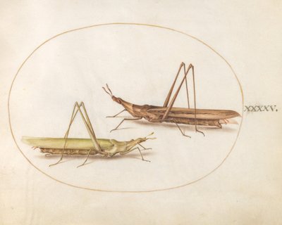 Talíř 45: Dva dlouhohlavé kobylky (?) od Joris Hoefnagel