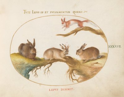 Talíř 47: Zajíc, „Jackalope“, králík a strakatá veverka od Joris Hoefnagel