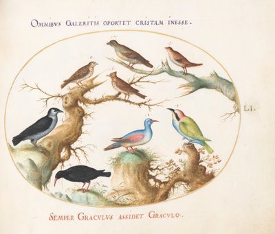 Talíř 51: Zobák, chough, včelojed a ostatní ptáci od Joris Hoefnagel