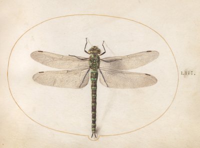 Talíř 53: Southern Hawker Dragonfly od Joris Hoefnagel
