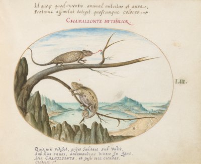 Plate 53: Two Chameleons above San Sebastián, Spain   1219584   cs       czech Successfully Translated  Original: The storehouse at Skoug Translat: The storehouse at Skoug 1400474 cs czech Successfully Translated Original: AS10 Vol.52 ff.6 4972 Cat.201 i-i od Joris Hoefnagel