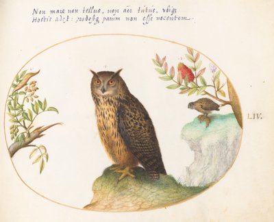 Talíř 54: Sova, s druhým v dálce jí králíka od Joris Hoefnagel