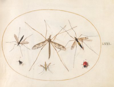 Talíř 57: Beruška, moucha a čtyři další hmyz od Joris Hoefnagel