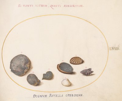 Talíř 58: Mušle, včetně Abalone(?) od Joris Hoefnagel