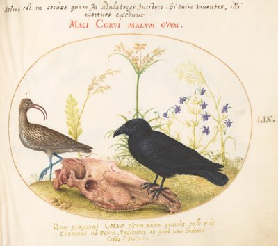 Talíř 59: Curlew and Crow with Horse Skull od Joris Hoefnagel