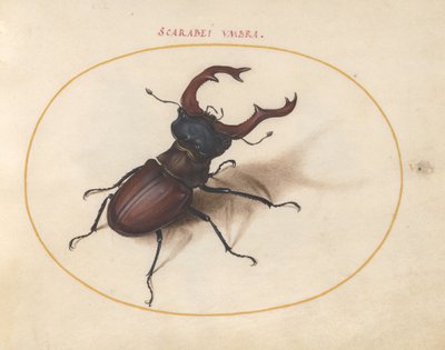 Tabule 5: roháč obecný od Joris Hoefnagel