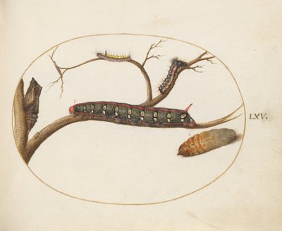 Plate 60: Leafy Spurge Hawkmoth Housenka, kukly a další housenky od Joris Hoefnagel