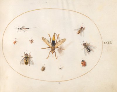 Talíř 62: Deset hmyzu od Joris Hoefnagel