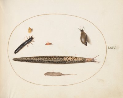 Talíř 64: Slimák leopardí, Larva střevlíka, červ krysí a další tvorové od Joris Hoefnagel
