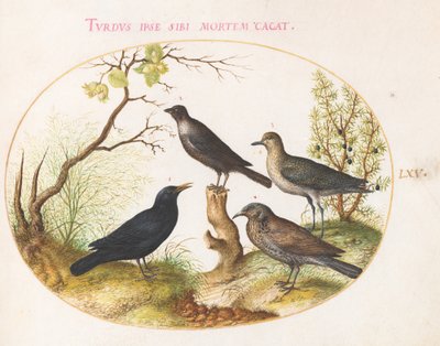 Deska 65: Kos, Starling(?) a další ptáci od Joris Hoefnagel