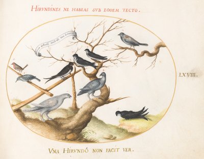 Talíř 68: Ptarmigan, vlaštovky a jiní ptáci od Joris Hoefnagel