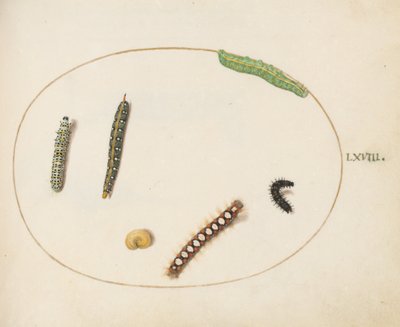 Plate 68: Leafy Spurge Hawkmoth House, Mullein Moth Caterpillar a další housenky od Joris Hoefnagel