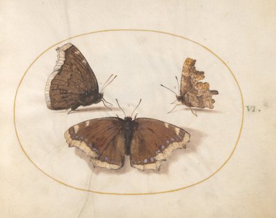  od Joris Hoefnagel