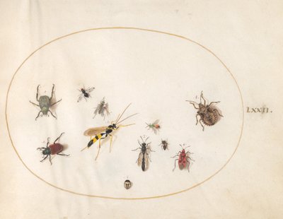 Talíř 72: Štítník, skořicovník, vosa a další hmyz od Joris Hoefnagel