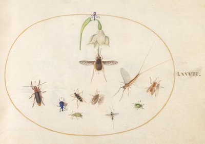 Tabule 77: tečkovaná pestřenka se bílým květem, jepicí, modrým nosatcem a jiným hmyzem od Joris Hoefnagel