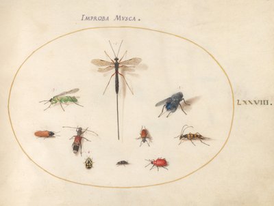 Talíř 78: Deset hmyzu, včetně modré mušky od Joris Hoefnagel