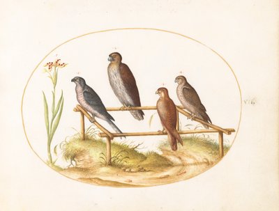  od Joris Hoefnagel