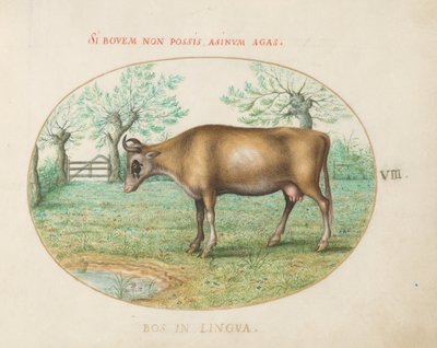 Talíř 8: Kráva od Joris Hoefnagel
