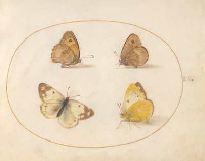 Talíř 9: Meadow Brown, Gatekeeper, Clouded Yellow a Bath White Butterflies od Joris Hoefnagel