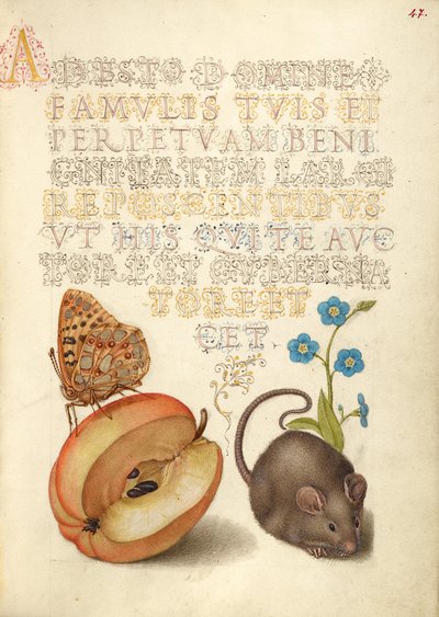 Španělská královna, jablko, myš a plíživá zapomněnka (Forget-Me-Not) od Joris Hoefnagel