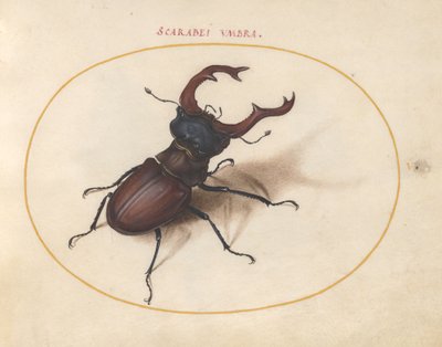 Skarabeus, kolem 1575-80 od Joris Hoefnagel