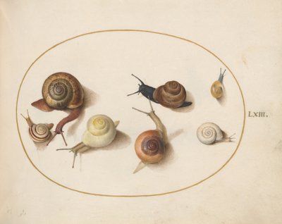 Šnek, kolem 1575-80 od Joris Hoefnagel