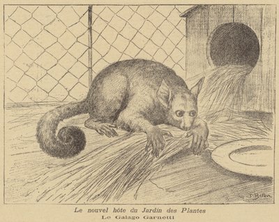 Garnetts Galago, nový obyvatel Jardin des Plantes od Jose Belon