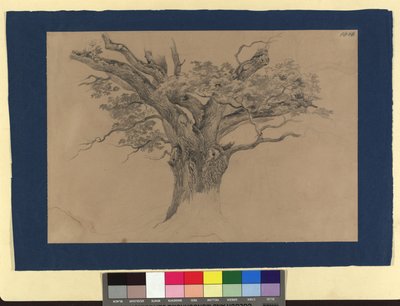Studie o stromech od Josef Kriehuber