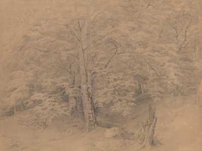 Studie o stromech od Josef Kriehuber