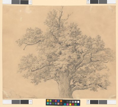 Studie stromu od Josef Kriehuber