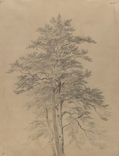 Studie stromu od Josef Kriehuber