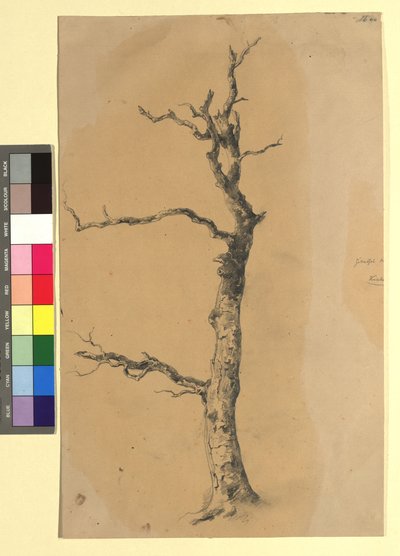 Studie eines kahlen Baumes od Josef Kriehuber