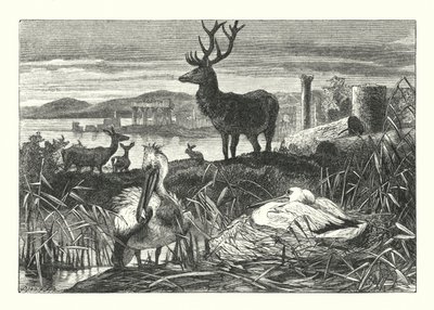 Decay of Earthly Pomp (rytina) od Joseph (after) Wolf