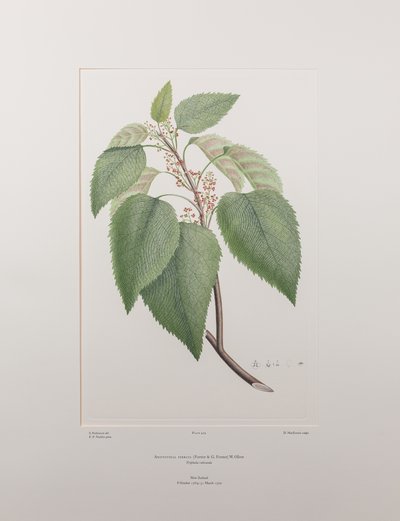Aristotelia serrata (Elaeocarpaceae) - deska 419, Banks