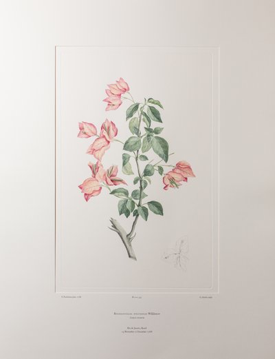 Bouganvillea spectabilis (Nyctaginaceae) - deska 355, Banks