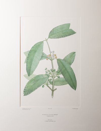 Calophyllum soulattri (Guttiferae) - Deska 362, Banks